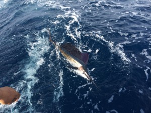 IMG_2426