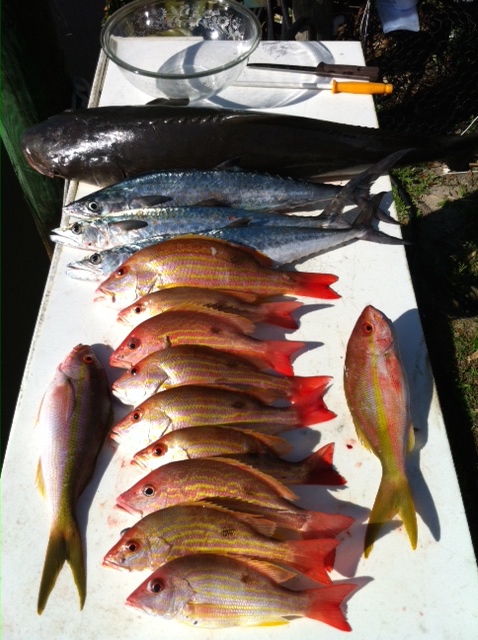 fish.jpg